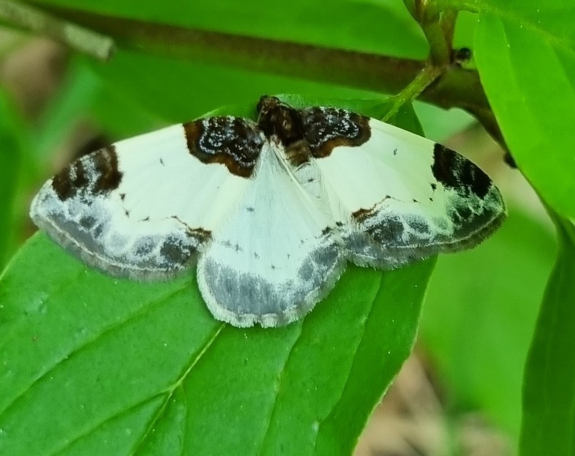 Mesoleuca albicillata - tarka fűzfaaraszoló