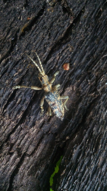 Rhagium sycophanta - tölgyes-tövisescincér