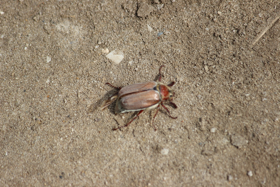 Melolontha hippocastani - erdei cserebogár