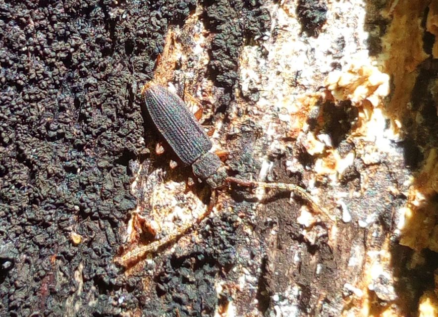 Uleiota planatus - hosszúcsápú fogasnyakú-lapbogár