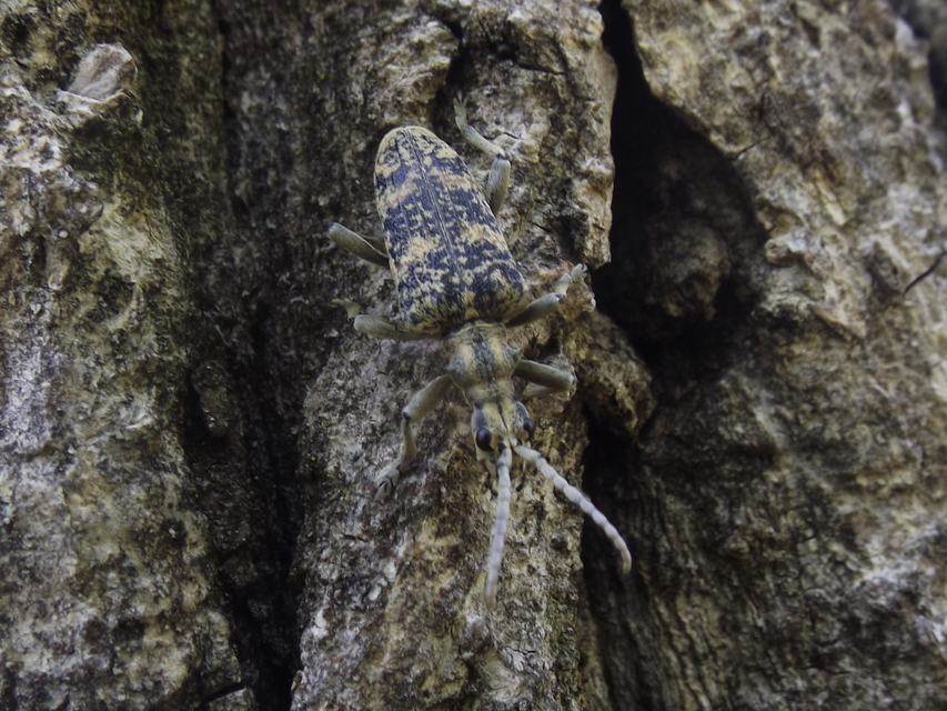 Rhagium sycophanta - tölgyes-tövisescincér