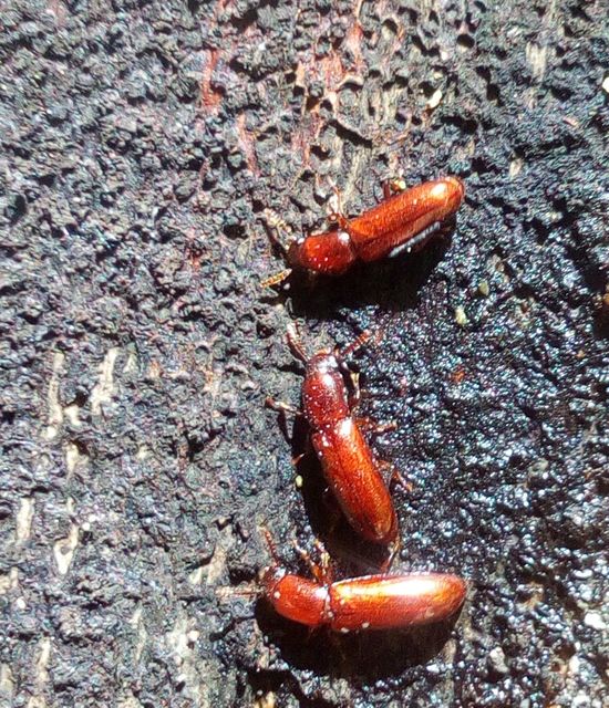 Corticeus unicolor - egyszínű kéregbújó