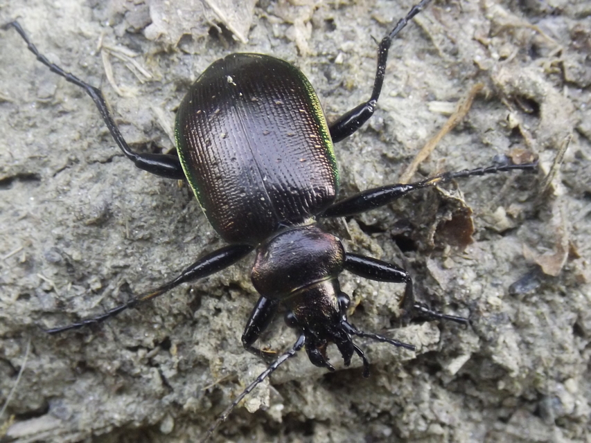 Calosoma inquisitor - kis bábrabló