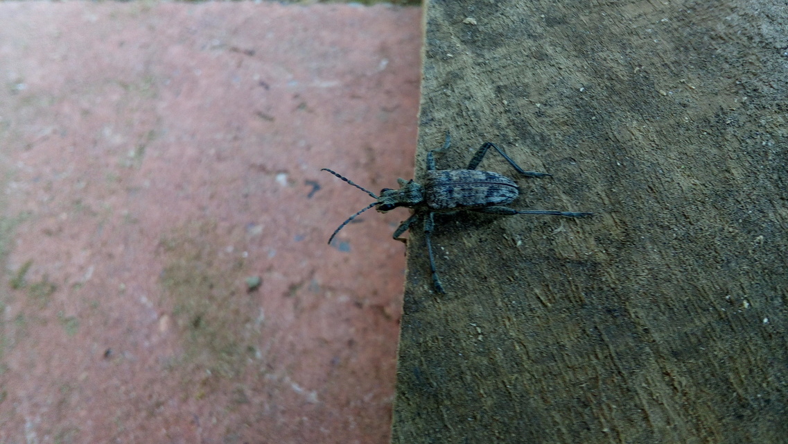 Rhagium inquisitor - fenyves-tövisescincér