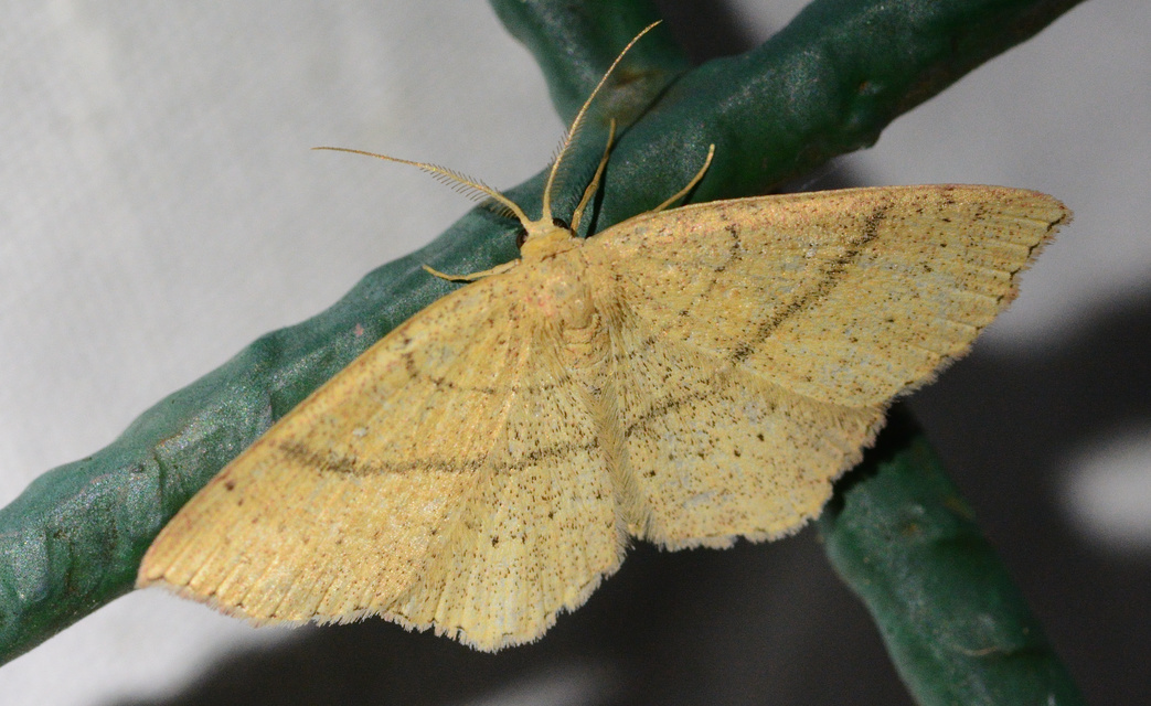Cyclophora ruficiliaria - vörösrojtú pettyesaraszoló