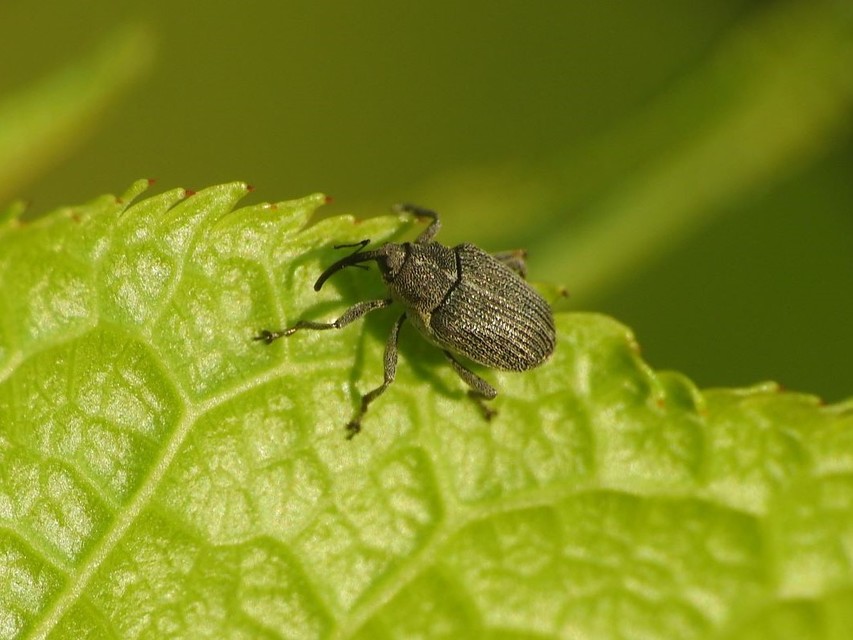 Ceutorhynchus obstrictus - repcebecő-ceutormányos