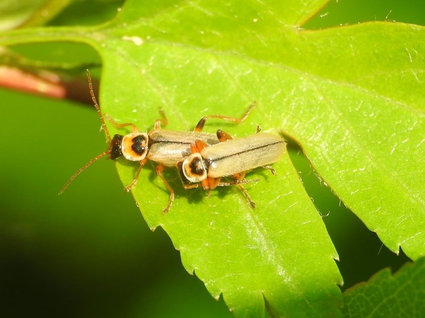 Metacantharis clypeata - tavaszi lágybogár