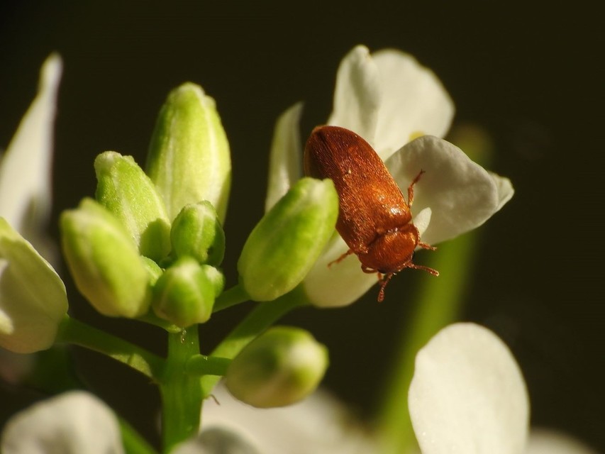 Byturus ochraceus - gyömbérgyökérbogár