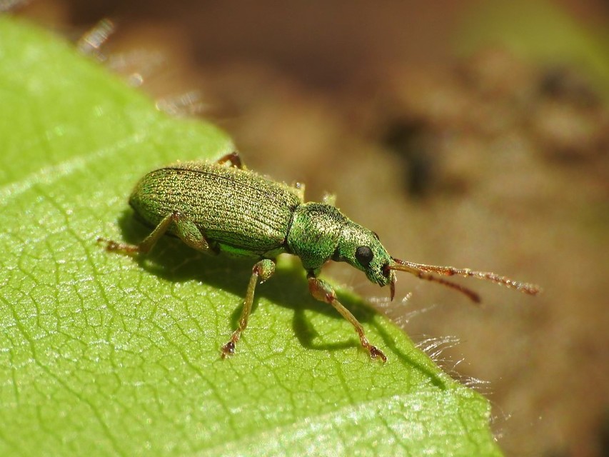 Phyllobius argentatus - ezüstös levélormányos