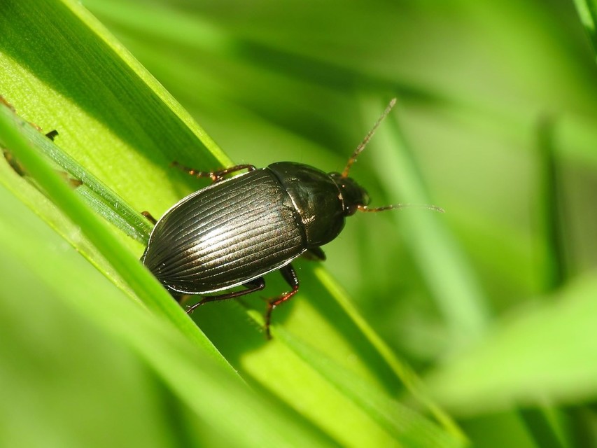 Amara similata - gyakori közfutó Amara similata - gyakori közfutó