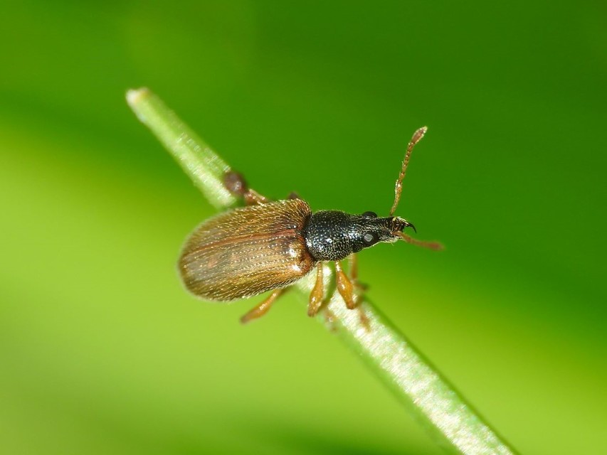 Phyllobius oblongus - közönséges levélormányos