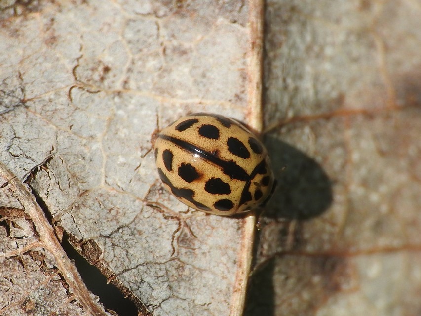 Tytthaspis sedecimpunctata - tizenhatpettyes katica