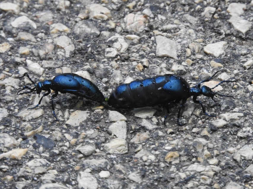 Meloe violaceus - kék nünüke
