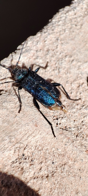Callidium violaceum - kék korongcincér