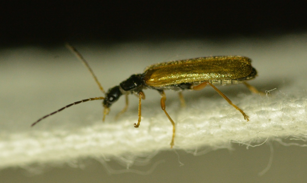 Rhagonycha lignosa - cserjés-lágybogár