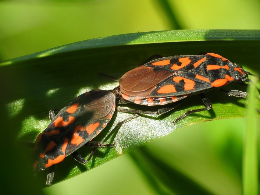 Spilostethus saxatilis - virágbodobács