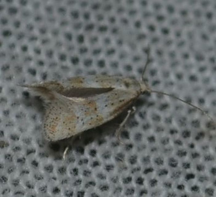 Elachista