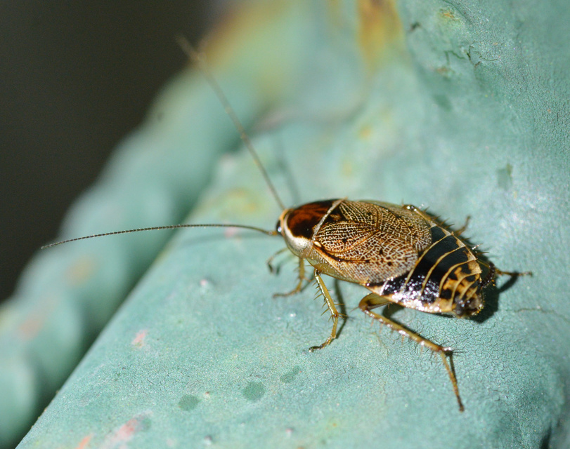 Ectobius sylvestris - fekete erdeicsótány