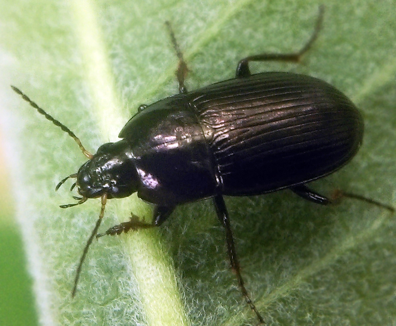 Amara similata - gyakori közfutó Amara similata - gyakori közfutó