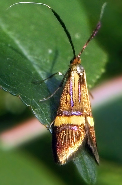 Nemophora degeerella - pompás tőrösmoly