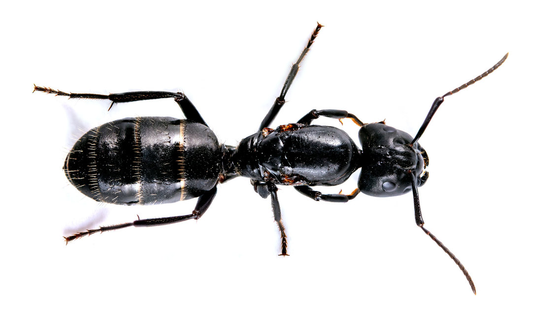 Camponotus vagus - fekete lóhangya