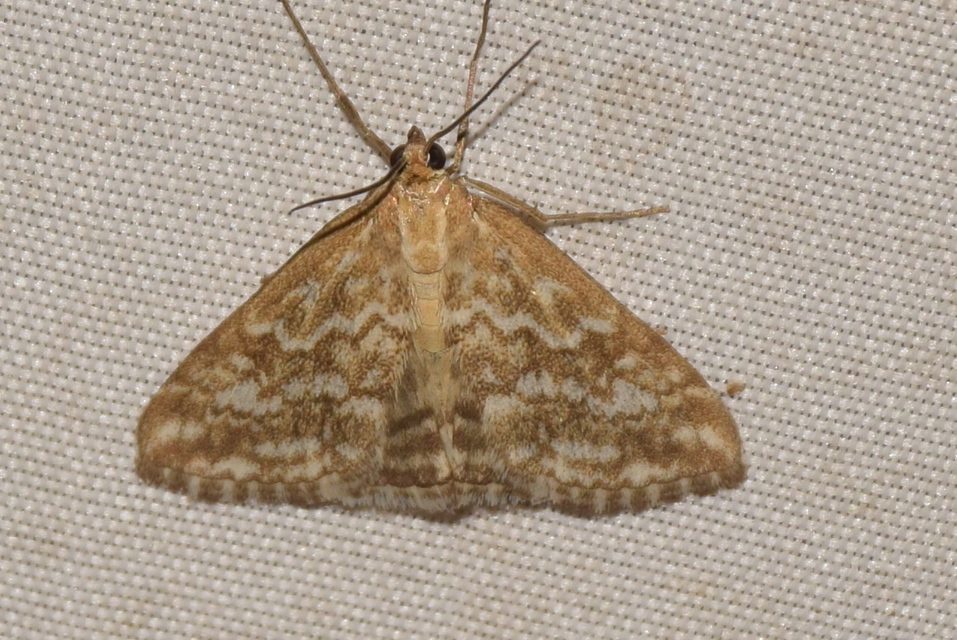 Evergestis frumentalis - tavaszi dudvamoly