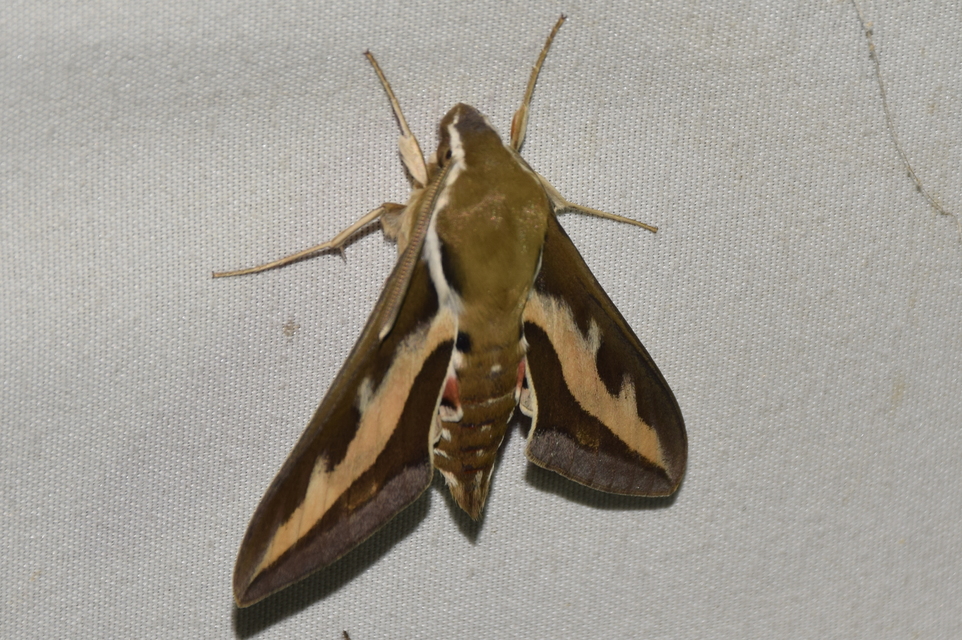 Hyles gallii - galajszender