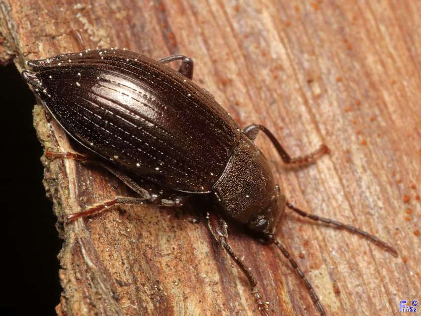 Stenomax aeneus - bronzos gyászbogár