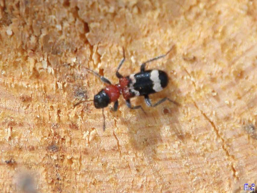 Thanasimus formicarius - vörösnyakú szúfarkas