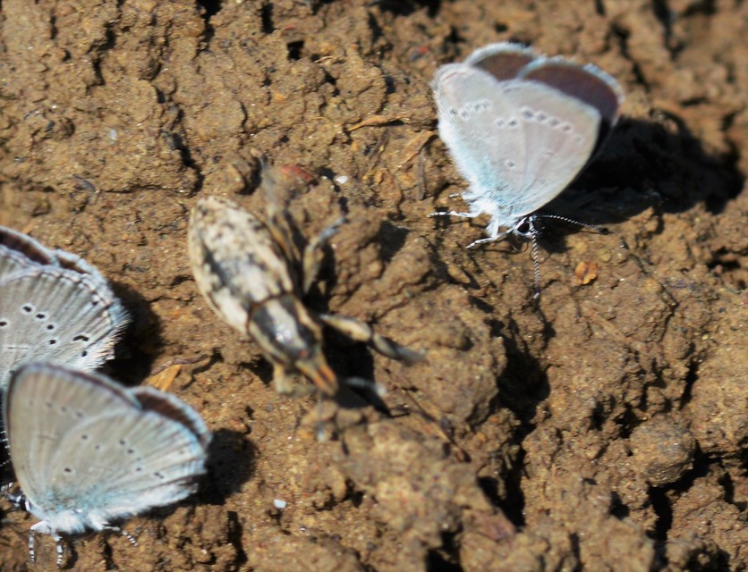 Pseudocleonus cinereus - hamvas barkó