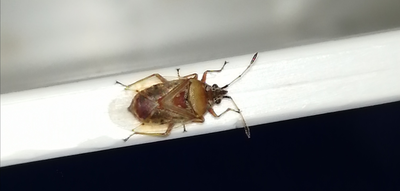 Kleidocerys resedae - nyírbodobács
