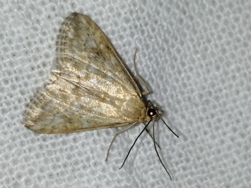 Evergestis frumentalis - tavaszi dudvamoly