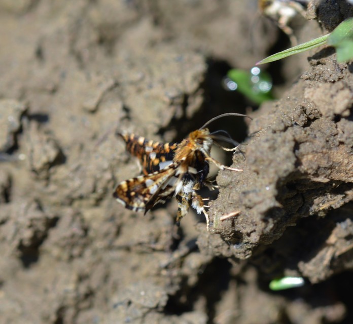 Thyris fenestrella - gyakori ablakosmoly