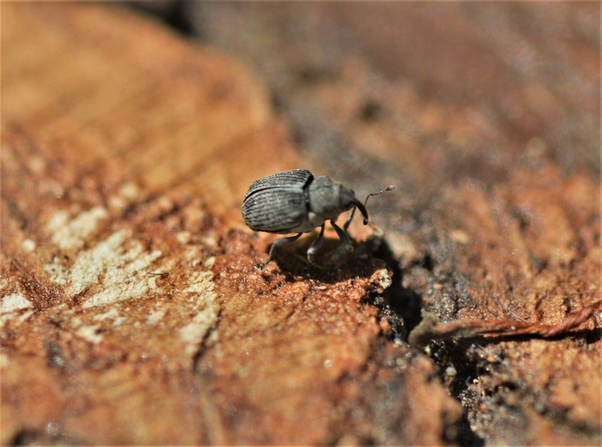 Ceutorhynchus typhae - pásztortáska-ceutormányos