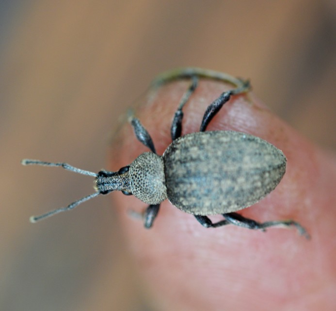 Otiorhynchus ligustici - vincellér-gyalogormányos
