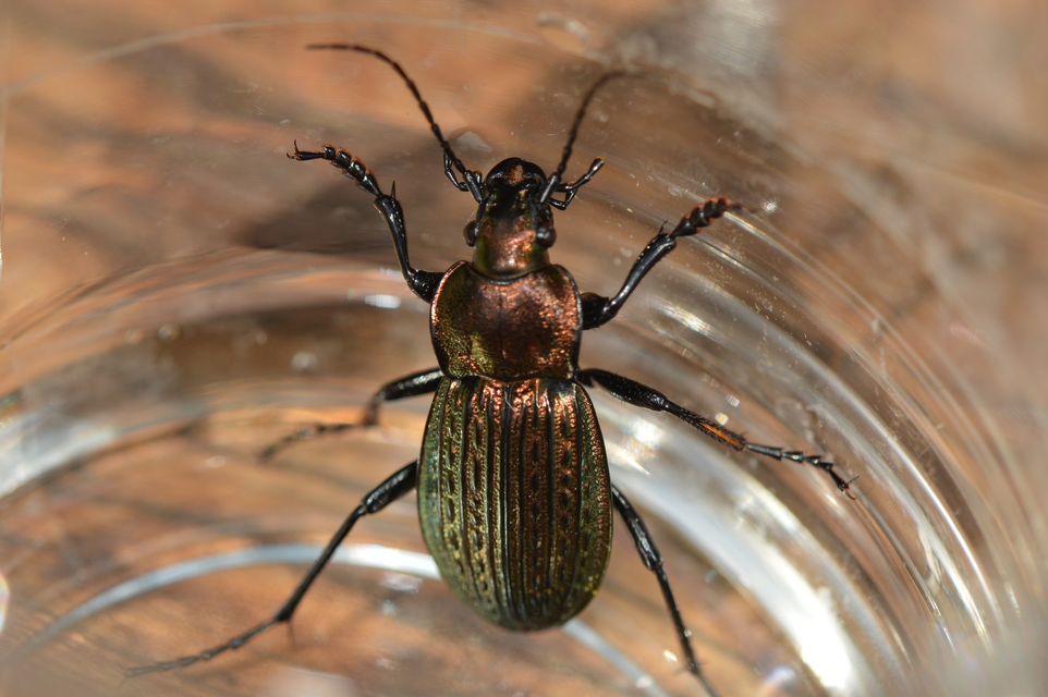 Carabus ulrichii - rezes futrinka Carabus ulrichii - rezes futrinka