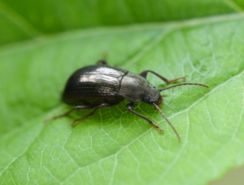 Stenomax aeneus - bronzos gyászbogár