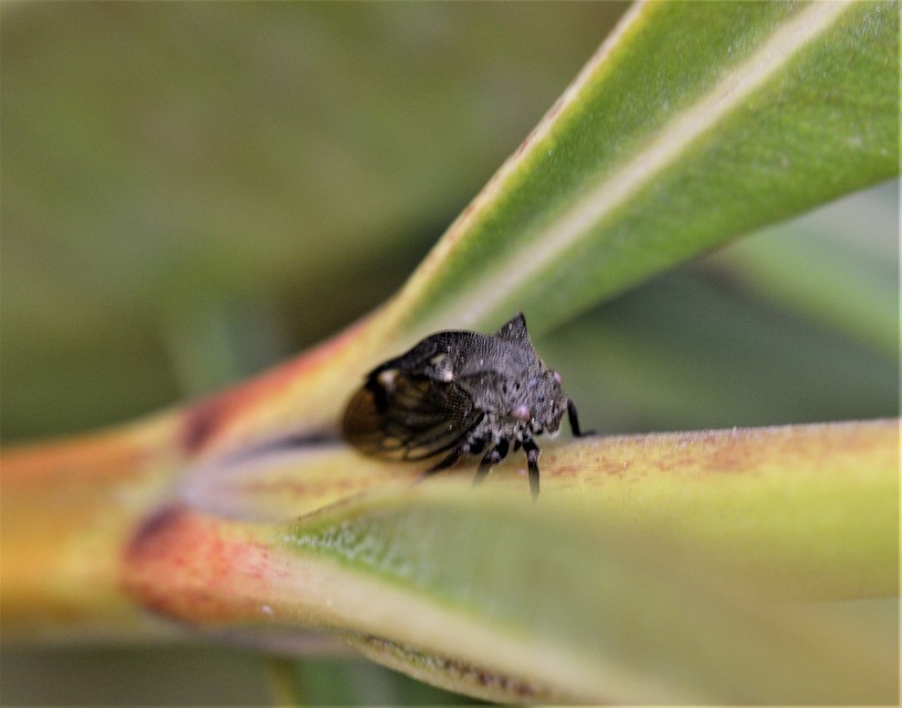 Centrotus cornutus - szarvaskabóca