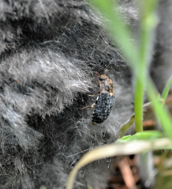 Dermestes undulatus - márványos porva Dermestes undulatus - márványos porva