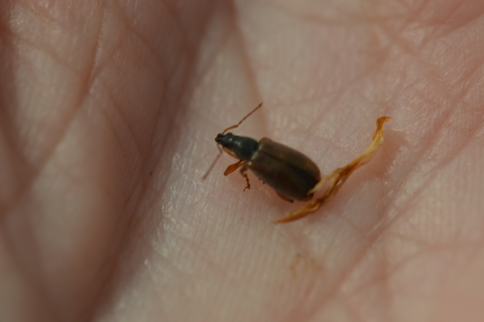 Phyllobius oblongus - közönséges levélormányos