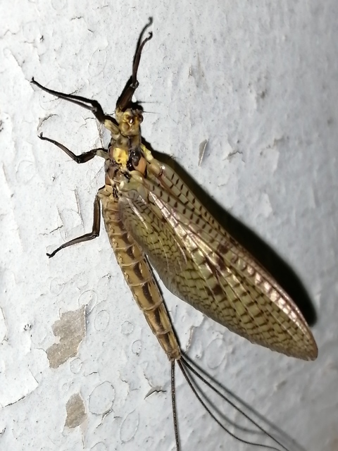 Ephemera vulgata - közönséges tarkakérész