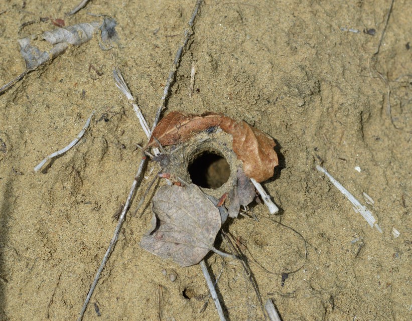 Geolycosa