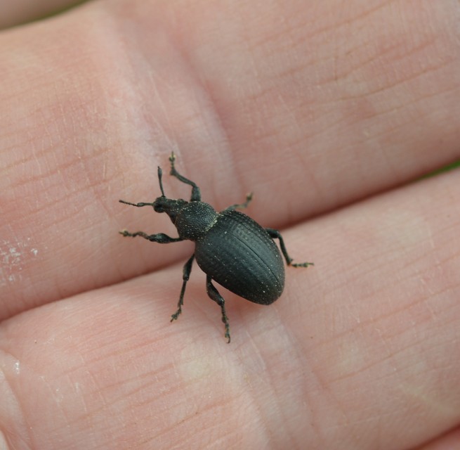 Otiorhynchus catenulatus - gyászos gyalogormányos