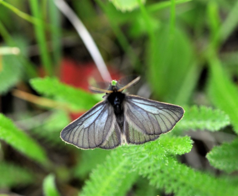Pentophera morio - réti gyapjaslepke