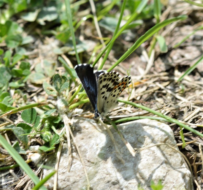 Scolitantides orion - szemes boglárka
