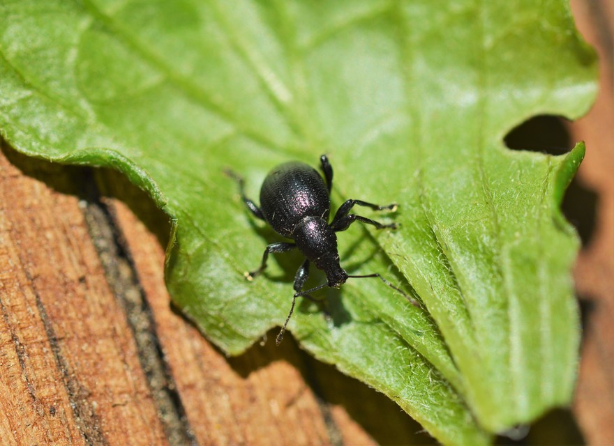 Otiorhynchus lirus - fényes gyalogormányos