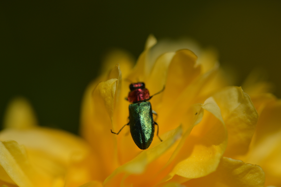 Anthaxia nitidula - ragyogó virágdíszbogár
