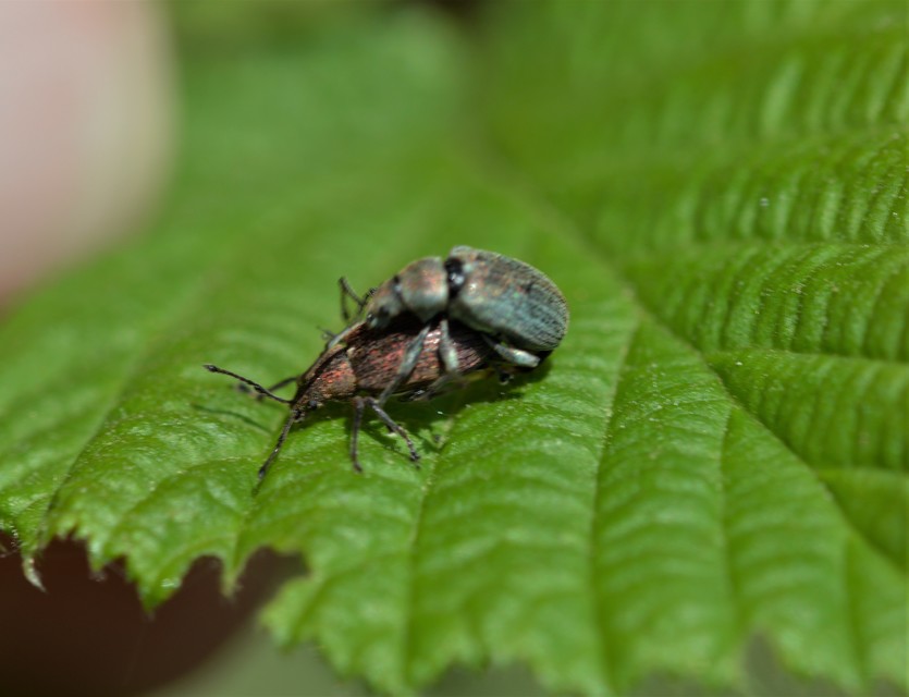 Phyllobius pyri - gyümölcsfa-levélormányos