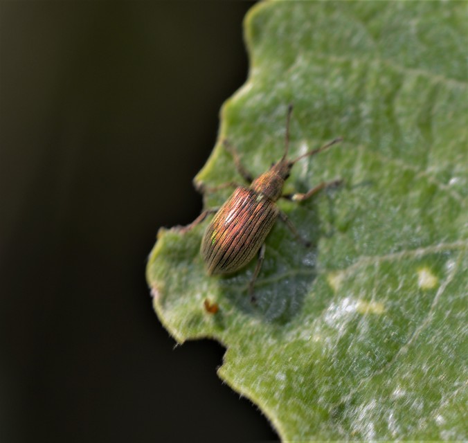 Phyllobius pyri - gyümölcsfa-levélormányos