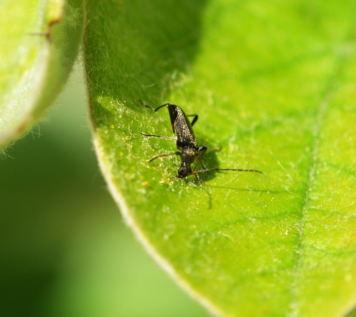 Grammoptera ruficornis - gyűrűscsápú galagonyacincér Grammoptera ruficornis - gyűrűscsápú galagonyacincér